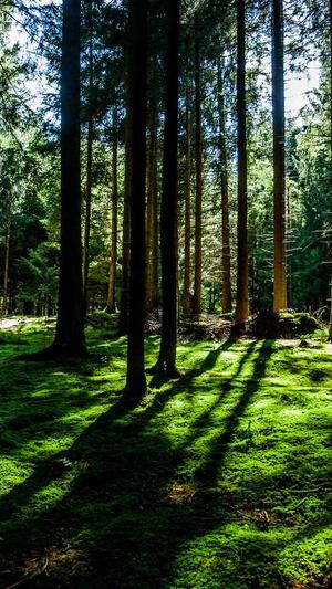 又一款最新零距离泛目录源码截图1