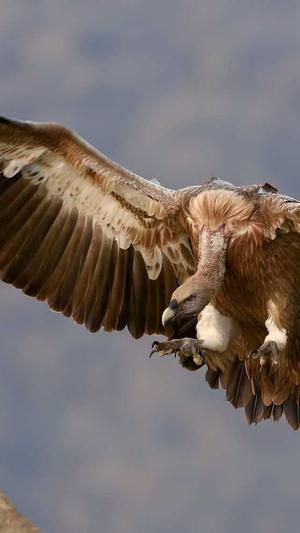 梦幻西游仿官方私服截图2