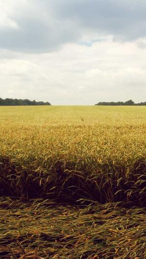 蜘蛛池负作用截图1