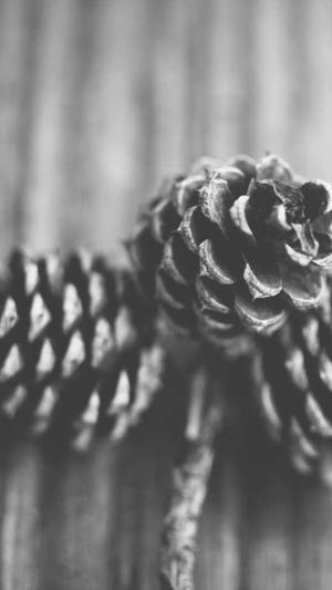 阿里云蜘蛛池截图4