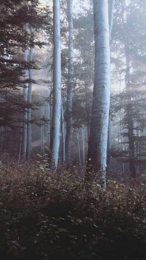 租一天百度蜘蛛池截图2