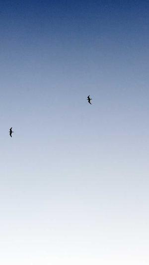 蜘蛛池寄生虫不同点截图1