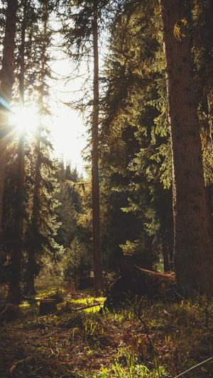 免费百度蜘蛛池小说截图2