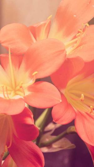 梦幻西游私服发布网截图4