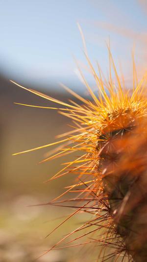谷歌蜘蛛池教程下载截图2