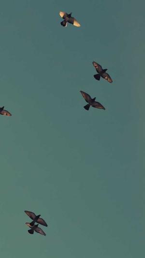 梦幻西游网页版私服截图3